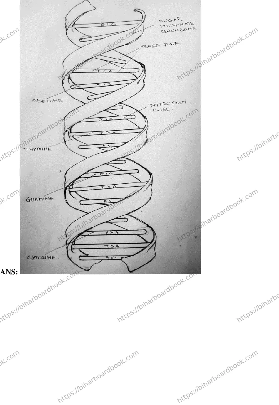 Bihar Board Class 12th 2019 Biology  2019 Previous Year Paper 12
