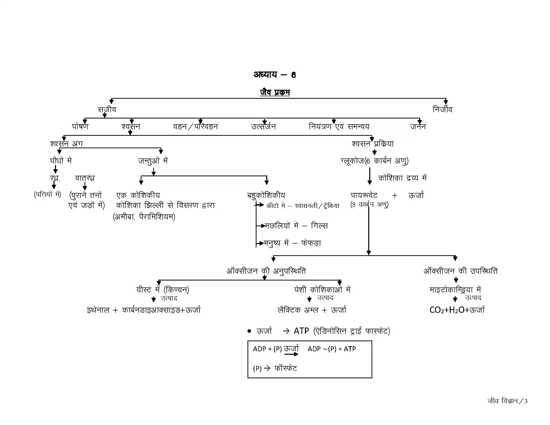 Bihar Board Class 10th Biology जैव प्रक्रम Revision Note 3