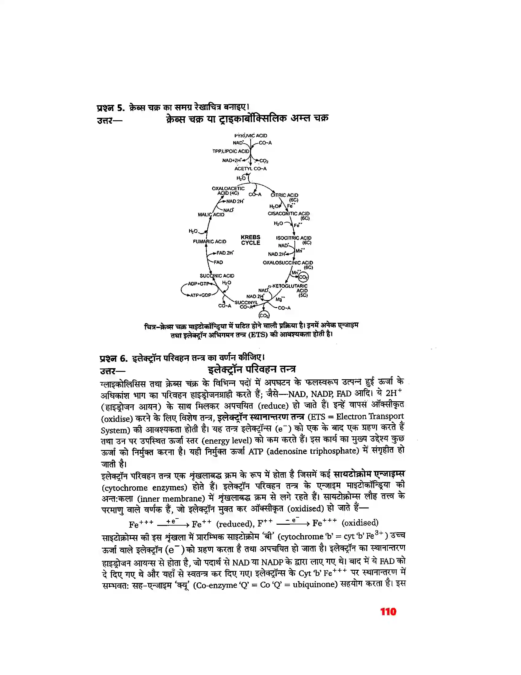 Bihar Board Class 11th Biology (जीव विज्ञान) Chapter 14 (पादप में श्वसन) Solution 4