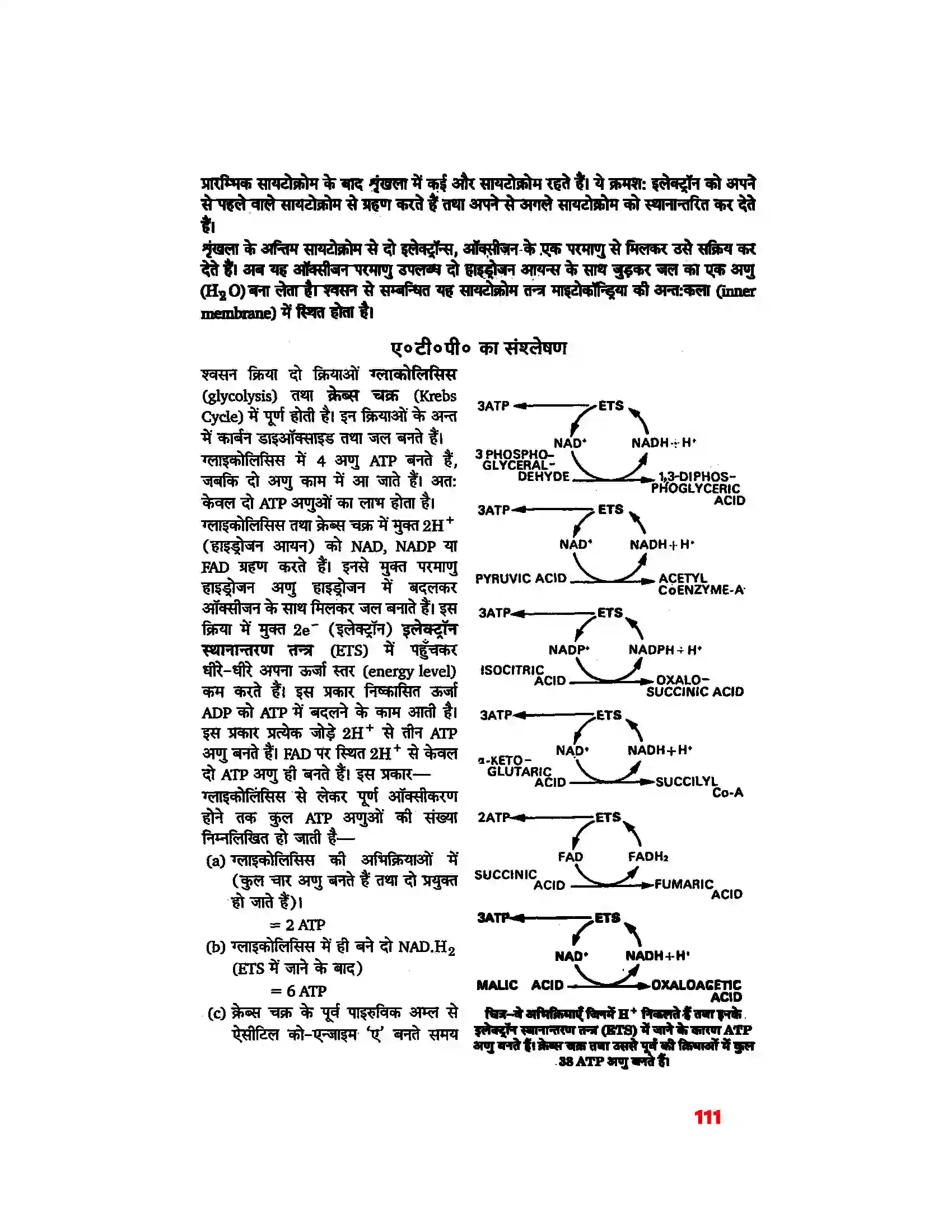 Bihar Board Class 11th Biology (जीव विज्ञान) Chapter 14 (पादप में श्वसन) Solution 5