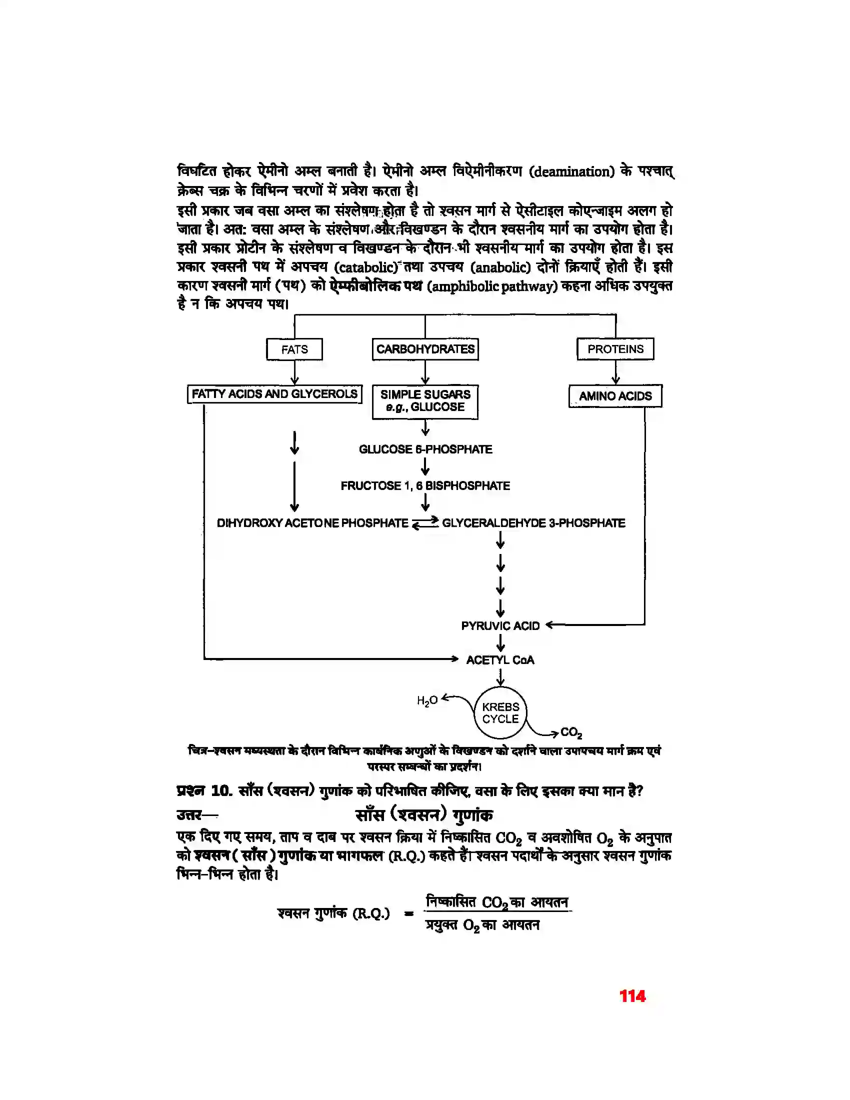 Bihar Board Class 11th Biology (जीव विज्ञान) Chapter 14 (पादप में श्वसन) Solution 8