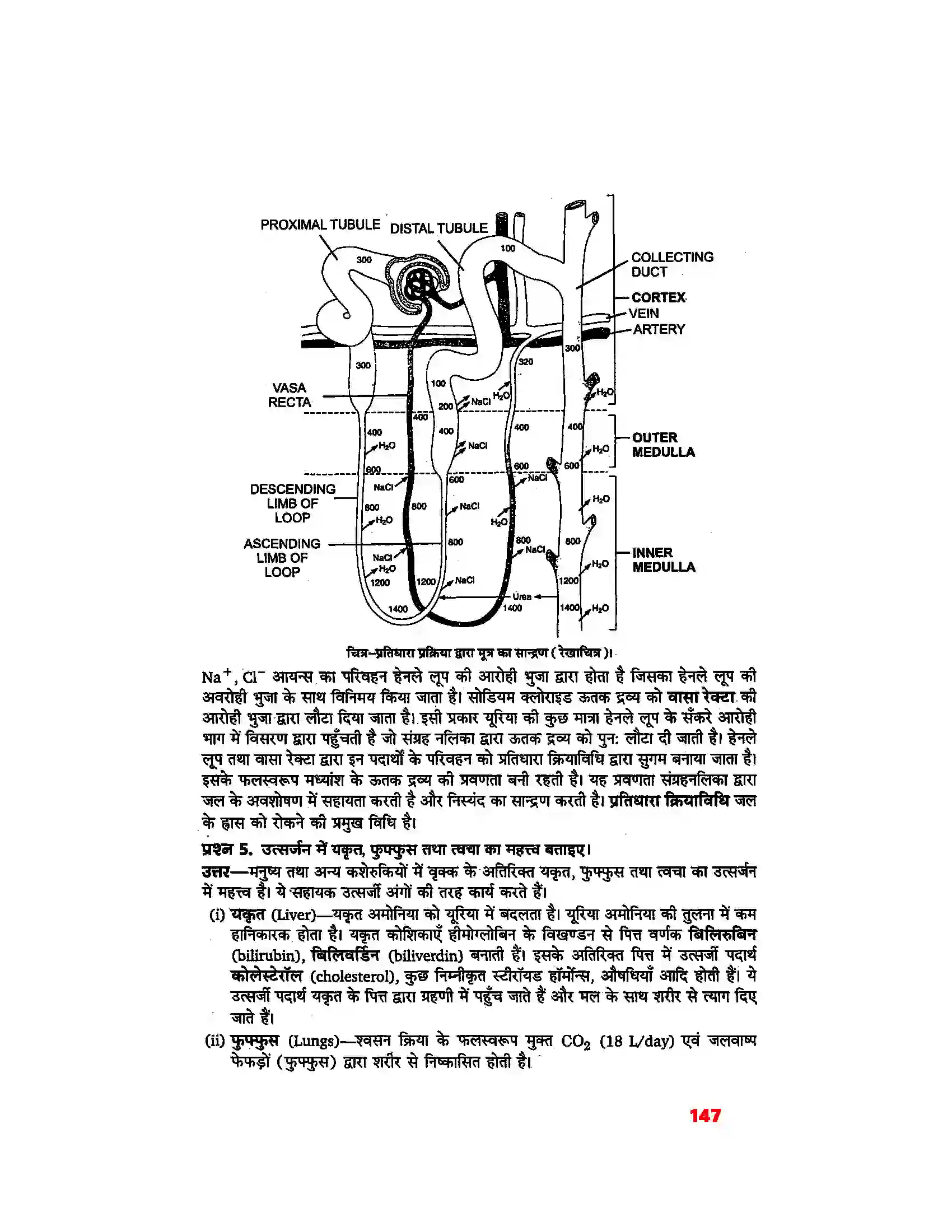 Bihar Board Class 11th Biology (जीव विज्ञान) Chapter 19 (उत्सर्जी उत्पाद एवं उनका निष्कासन) Solution 2