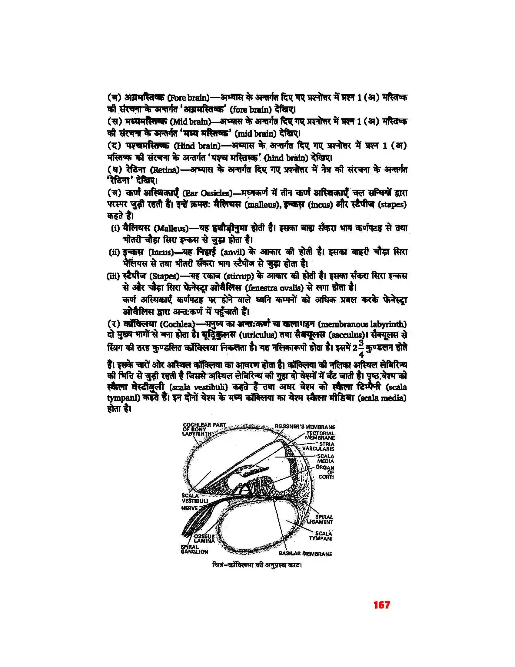 Bihar Board Class 11th Biology (जीव विज्ञान) Chapter 21 (तंत्रिकीय नियंत्रण एवं समन्वय) Solution 11