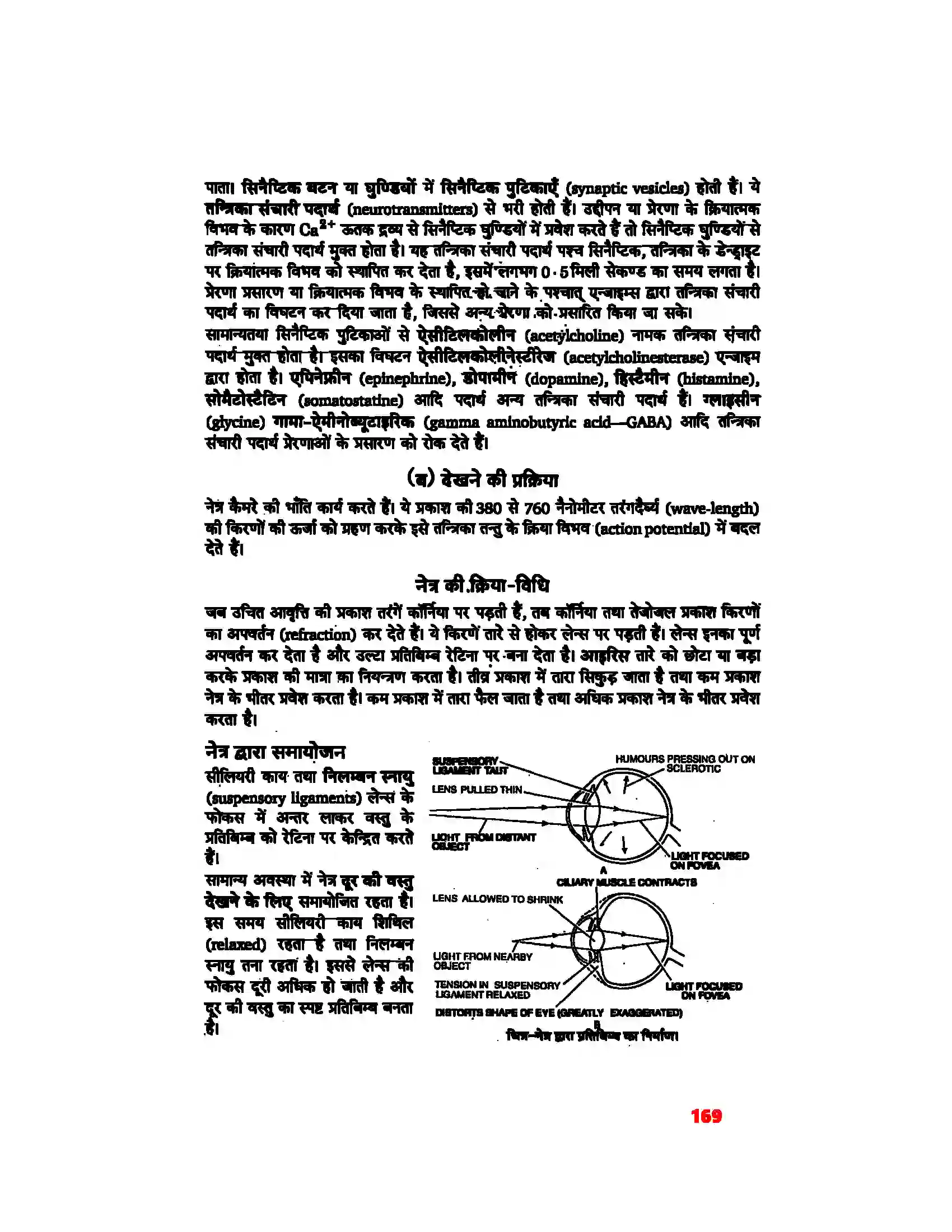 Bihar Board Class 11th Biology (जीव विज्ञान) Chapter 21 (तंत्रिकीय नियंत्रण एवं समन्वय) Solution 13
