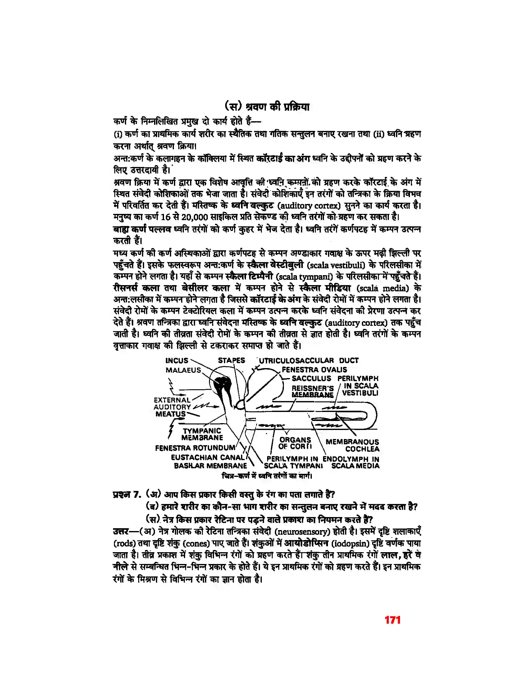 Bihar Board Class 11th Biology (जीव विज्ञान) Chapter 21 (तंत्रिकीय नियंत्रण एवं समन्वय) Solution 15