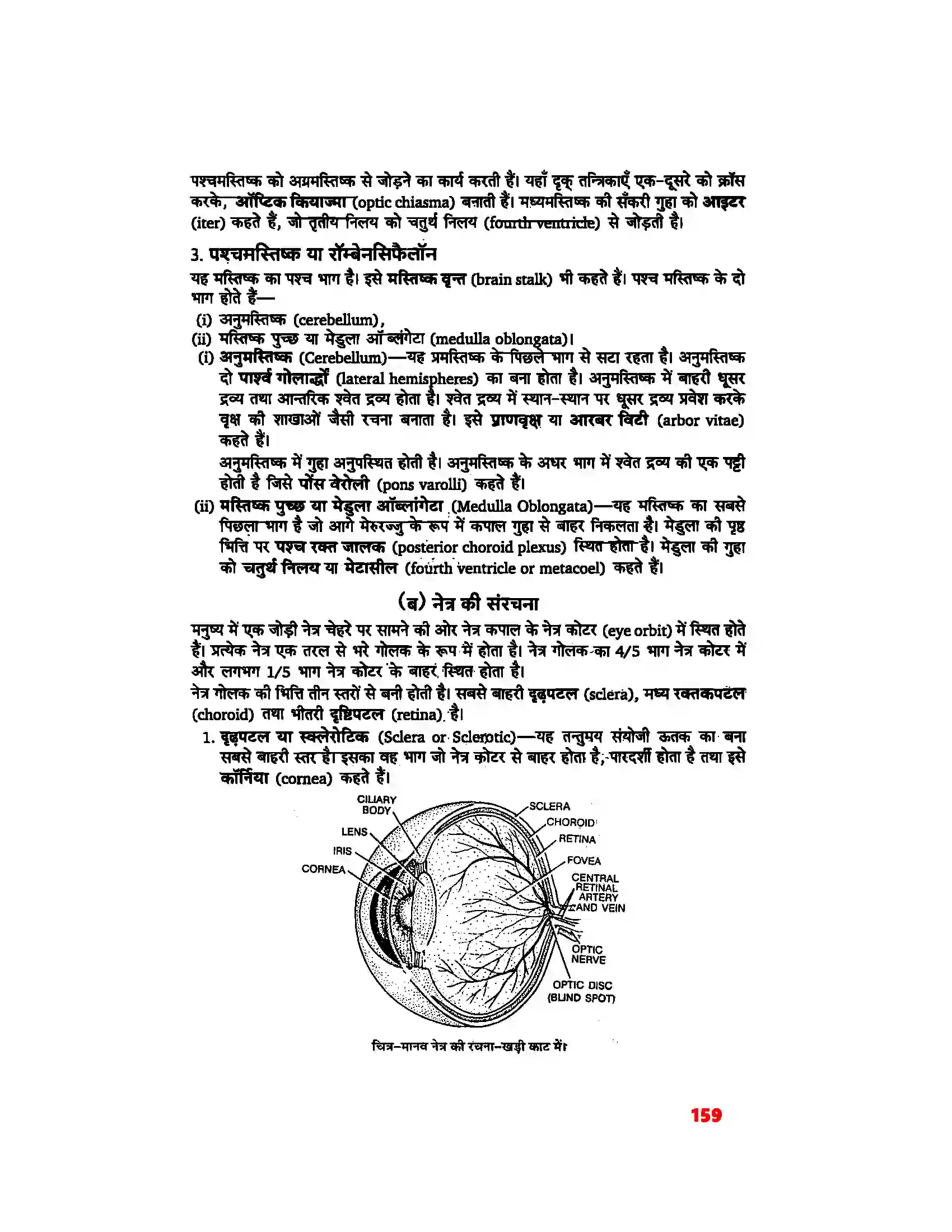 Bihar Board Class 11th Biology (जीव विज्ञान) Chapter 21 (तंत्रिकीय नियंत्रण एवं समन्वय) Solution 3