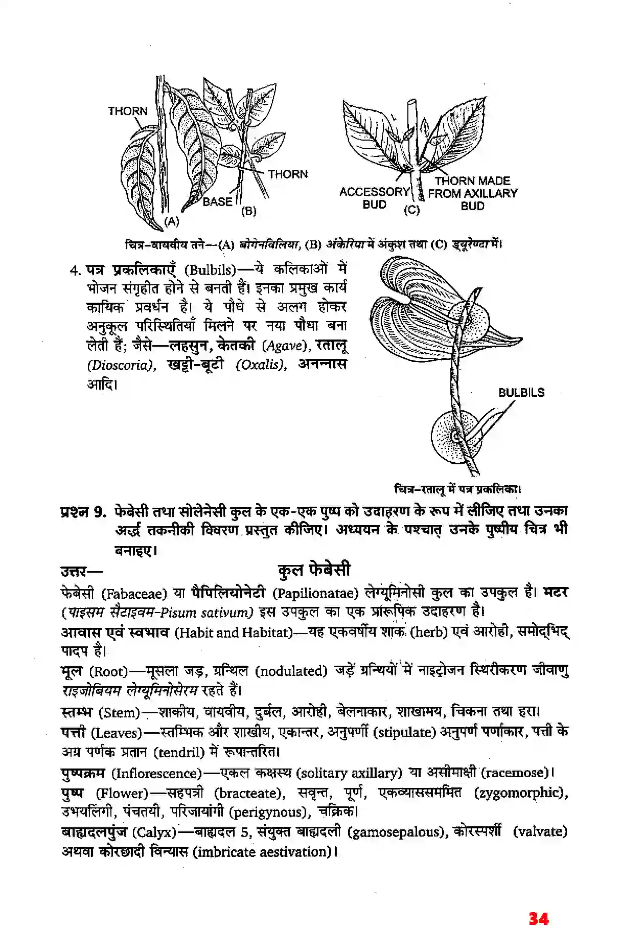 Bihar Board Class 11th Biology (जीव विज्ञान) Chapter 5 (पुष्पी पादपों की आकारिकी) Solution 12
