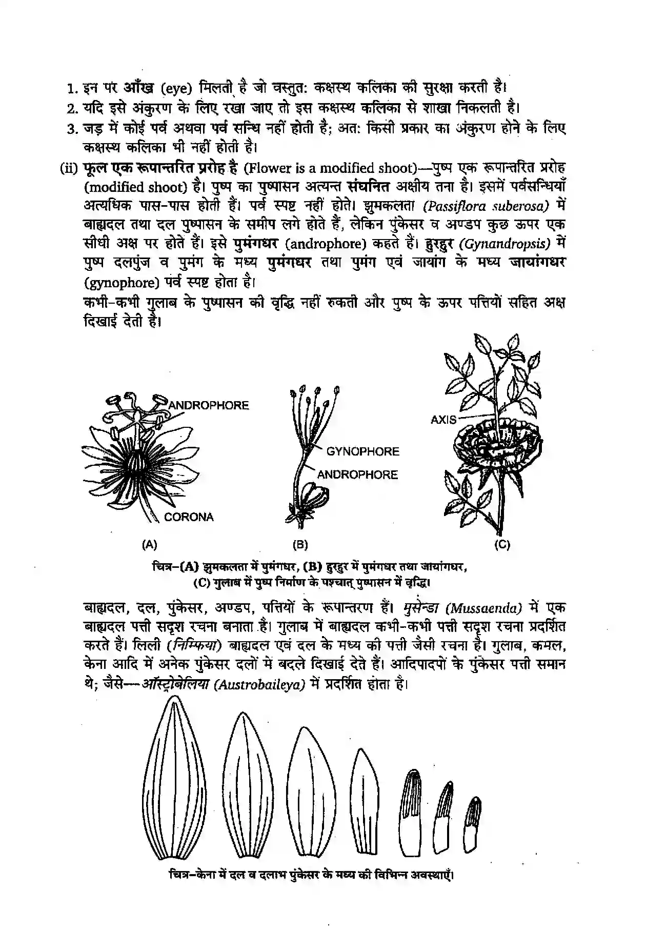 Bihar Board Class 11th Biology (जीव विज्ञान) Chapter 5 (पुष्पी पादपों की आकारिकी) Solution 2