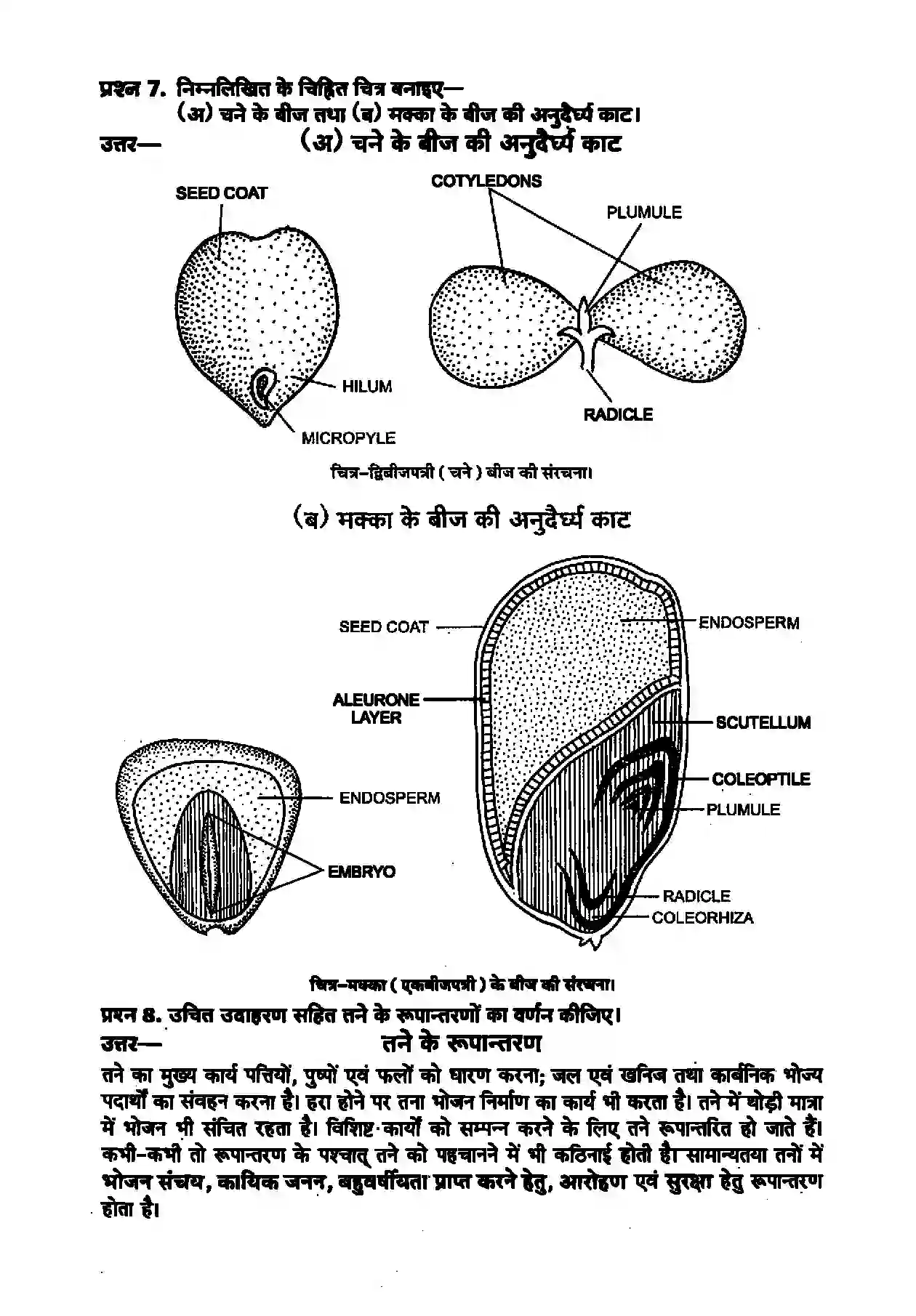 Bihar Board Class 11th Biology (जीव विज्ञान) Chapter 5 (पुष्पी पादपों की आकारिकी) Solution 6