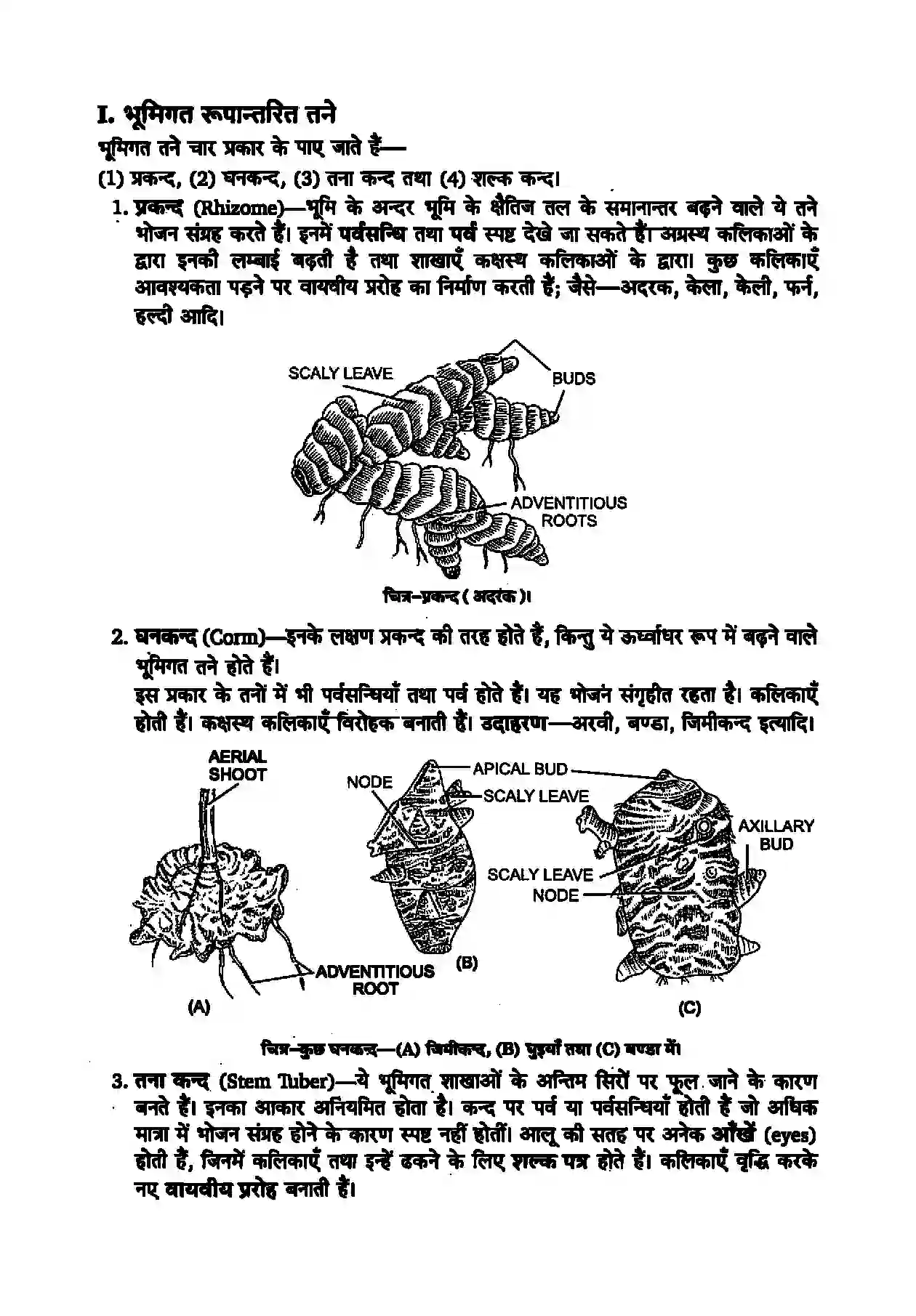 Bihar Board Class 11th Biology (जीव विज्ञान) Chapter 5 (पुष्पी पादपों की आकारिकी) Solution 7